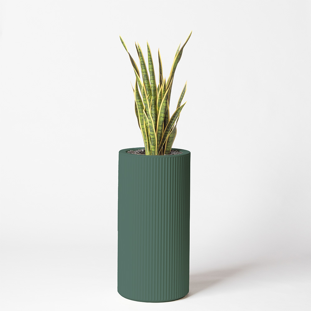 Sanseveria - Vert
