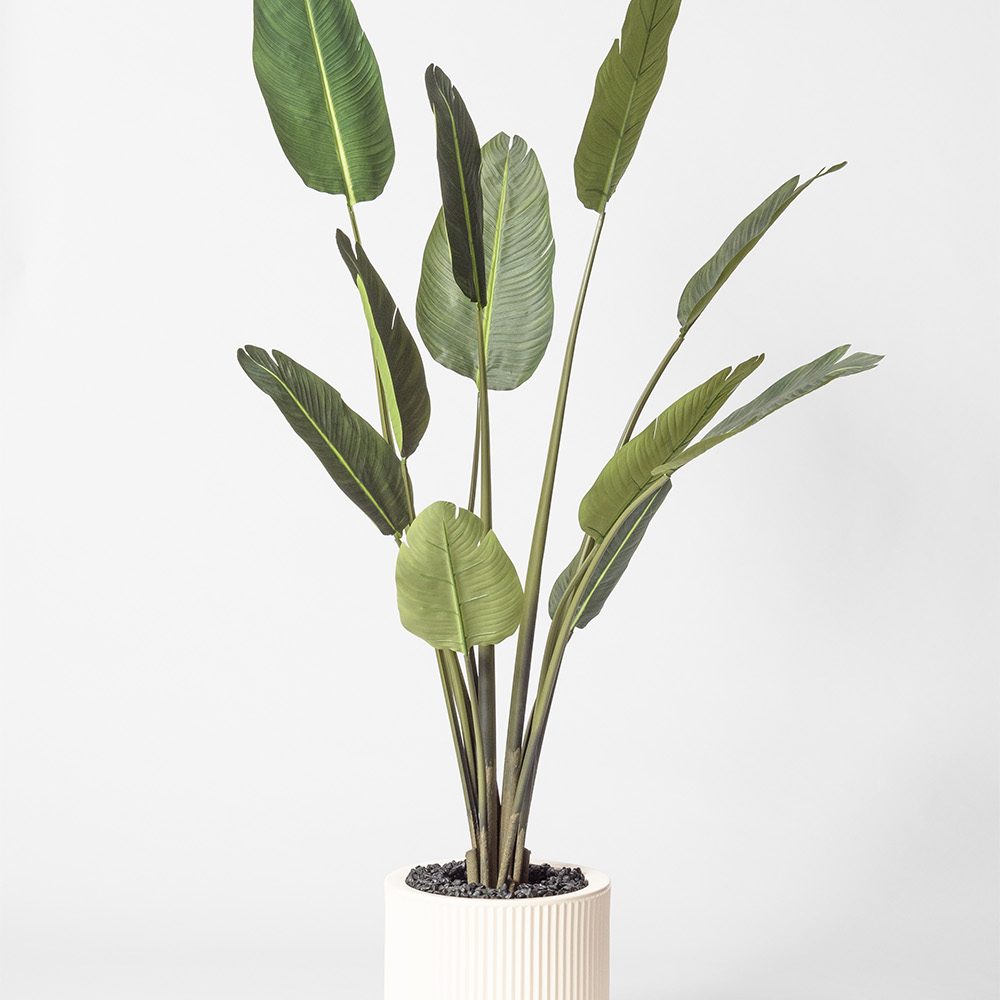 Traveller palm - Blanc