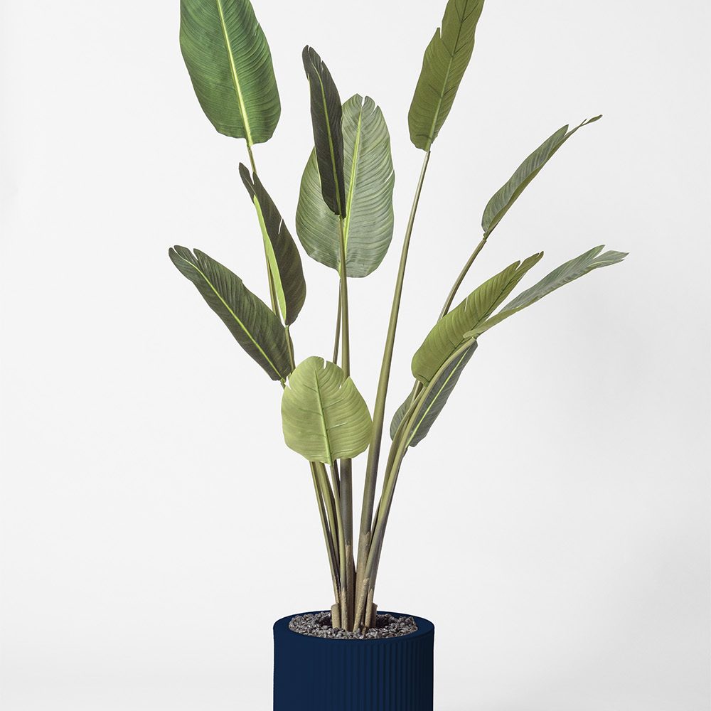 Traveller palm - Bleu