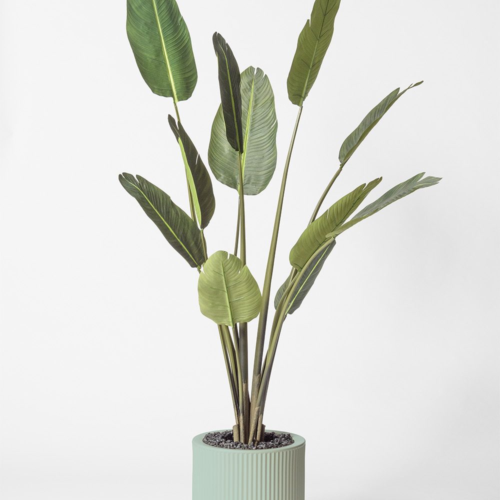 Traveller palm - Turquoise