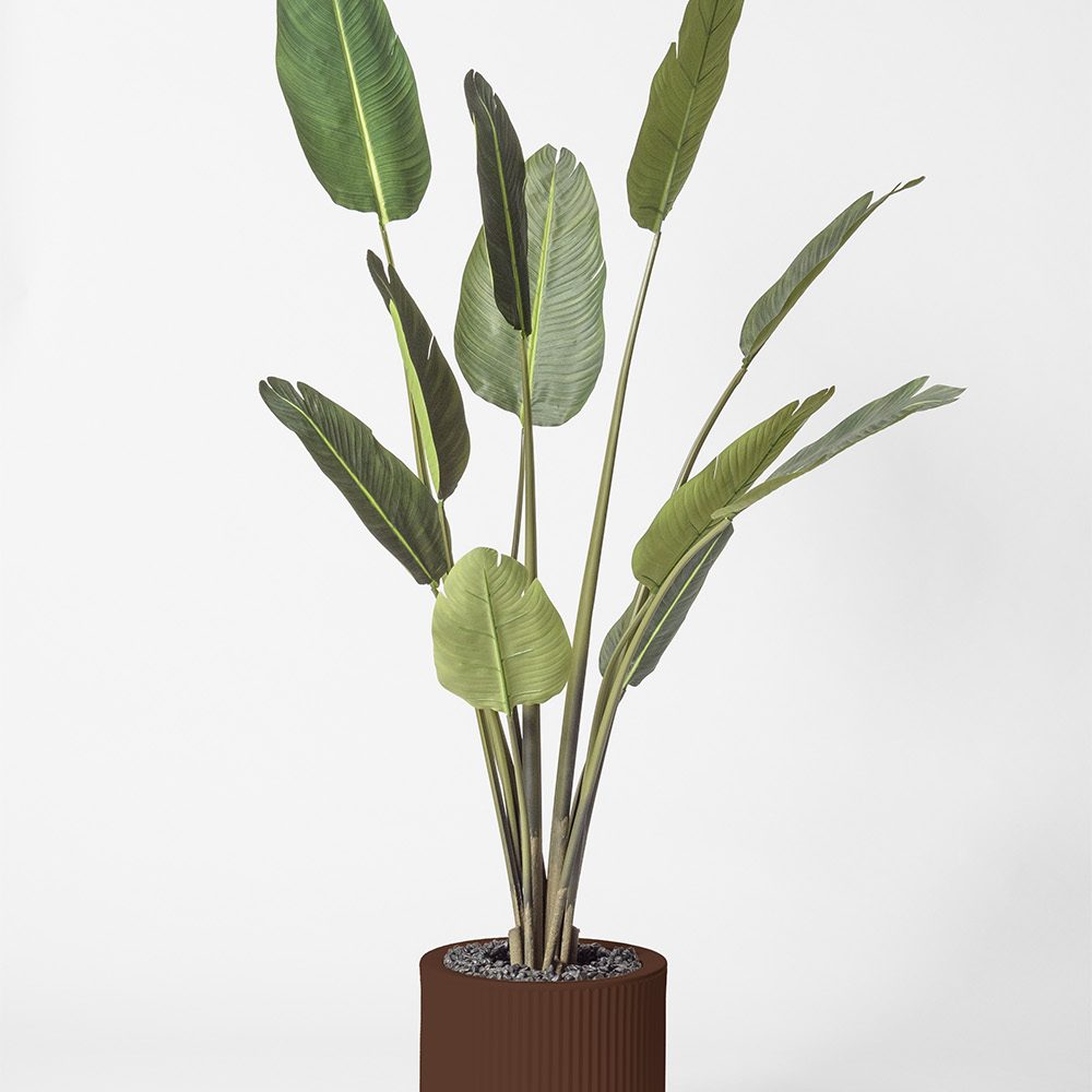 Traveller palm - Marron