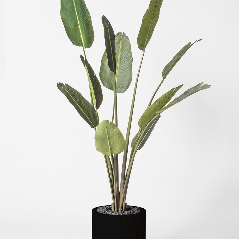 Traveller palm - Noir