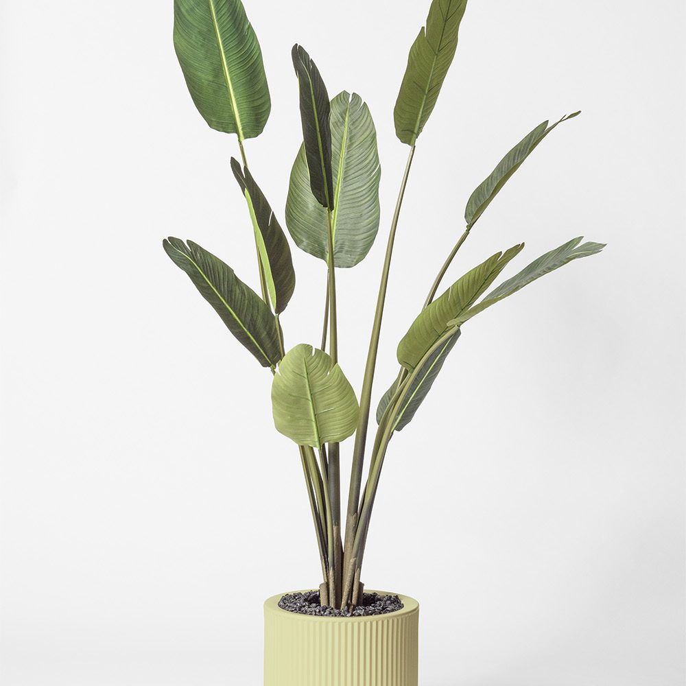 Traveller palm - Pistache