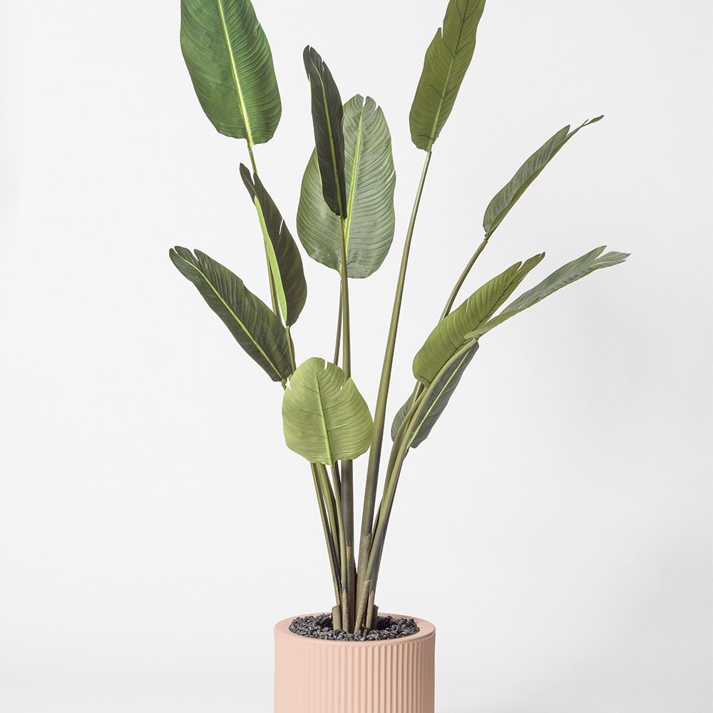 Traveller palm - Rose