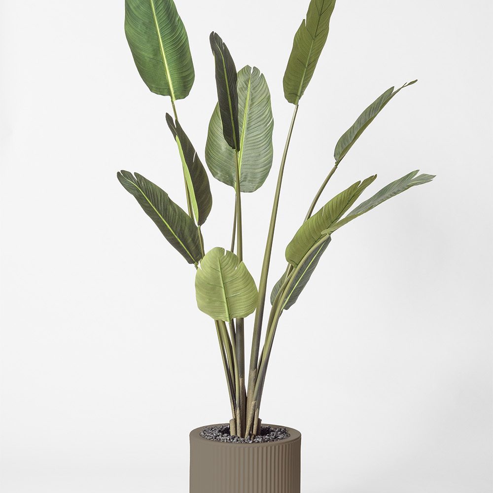Traveller palm - Tortora