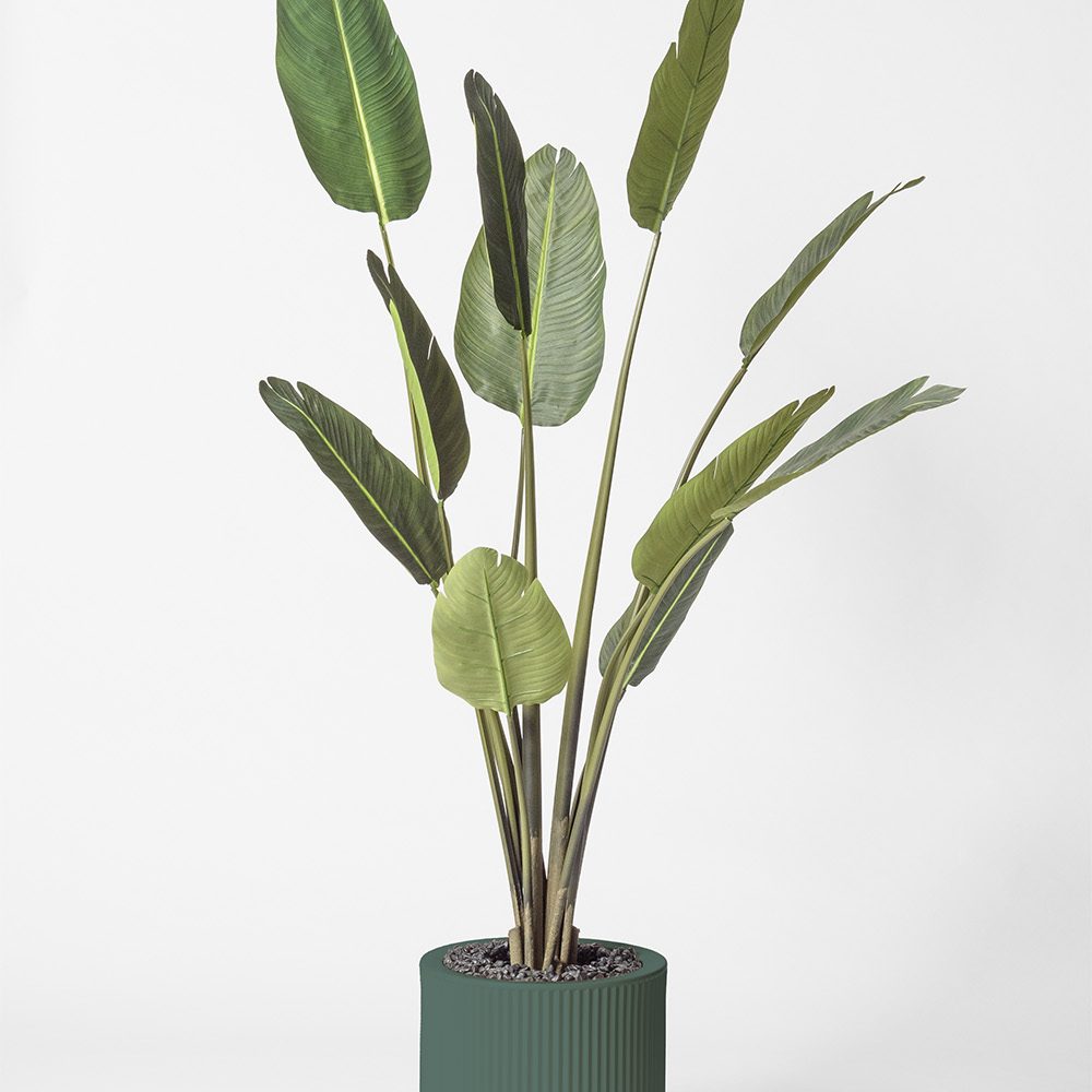 Traveller palm - Vert