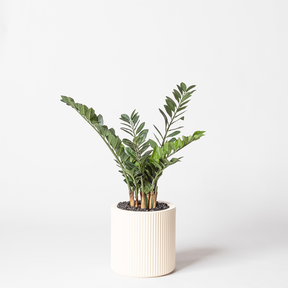 Zamia - Blanc