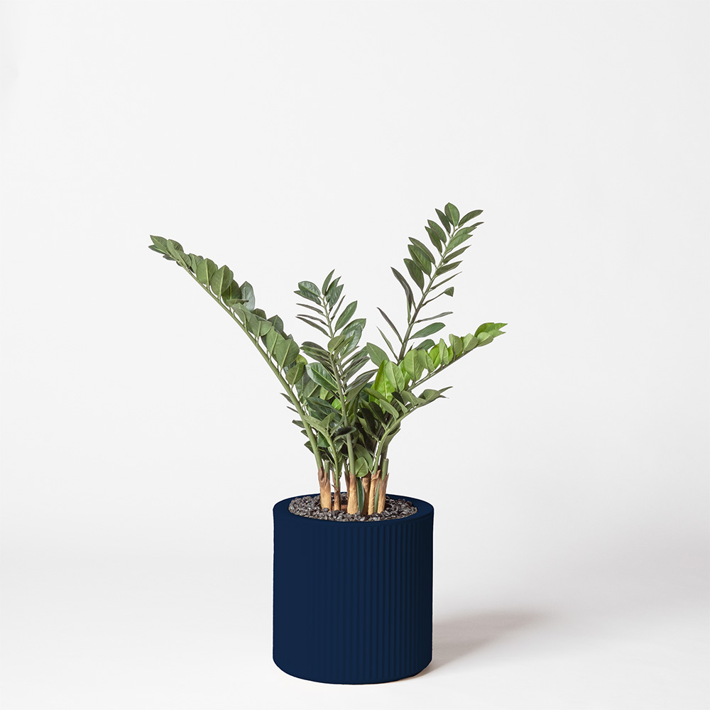 Zamia - Bleu