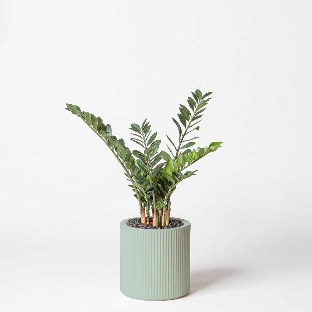 Zamia - Turquoise