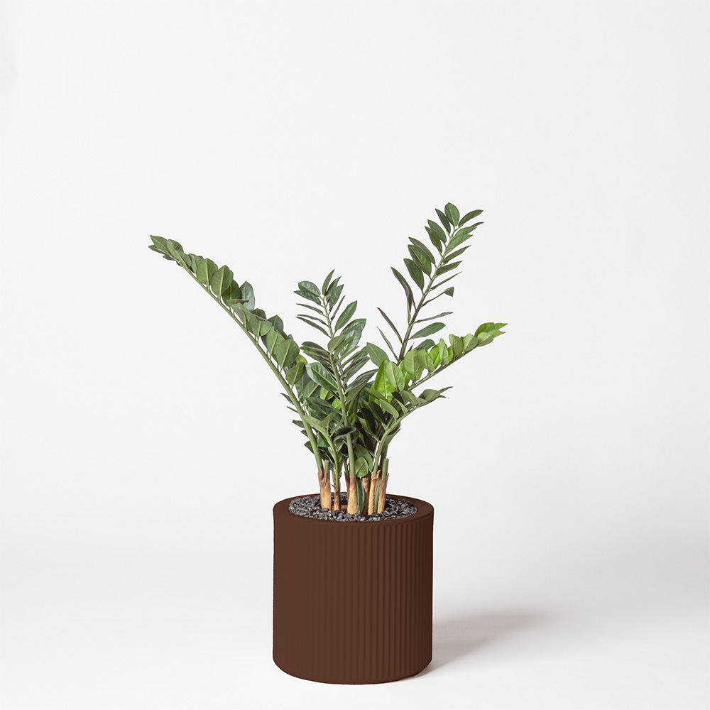 Zamia - Marron