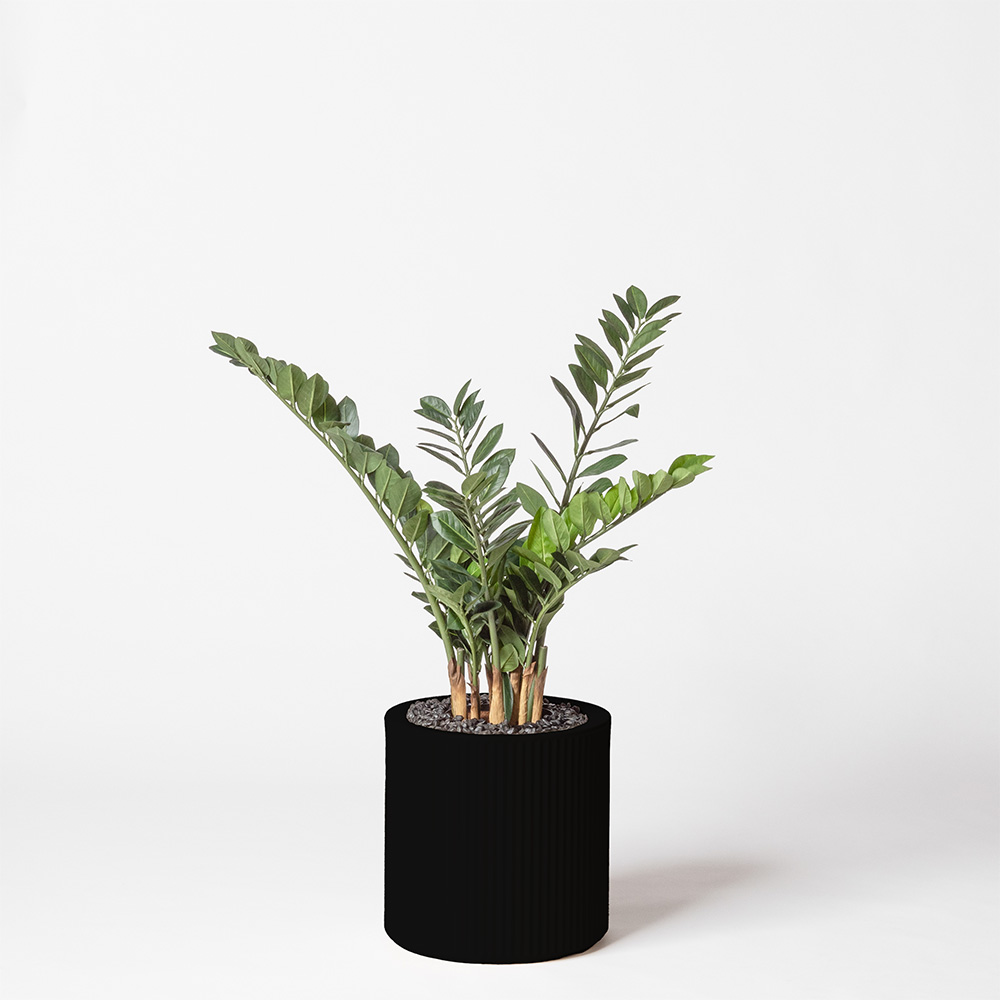 Zamia - Noir