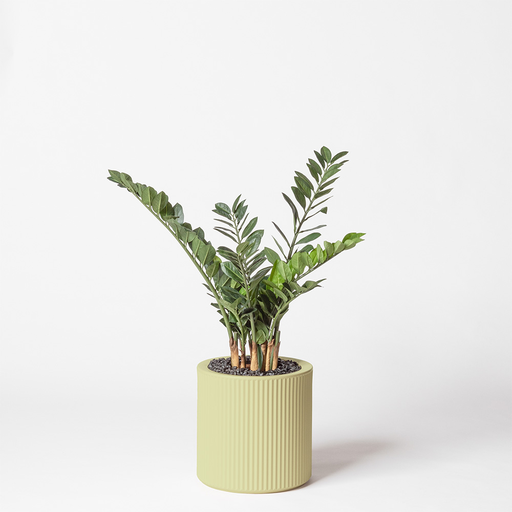 Zamia - Pistache