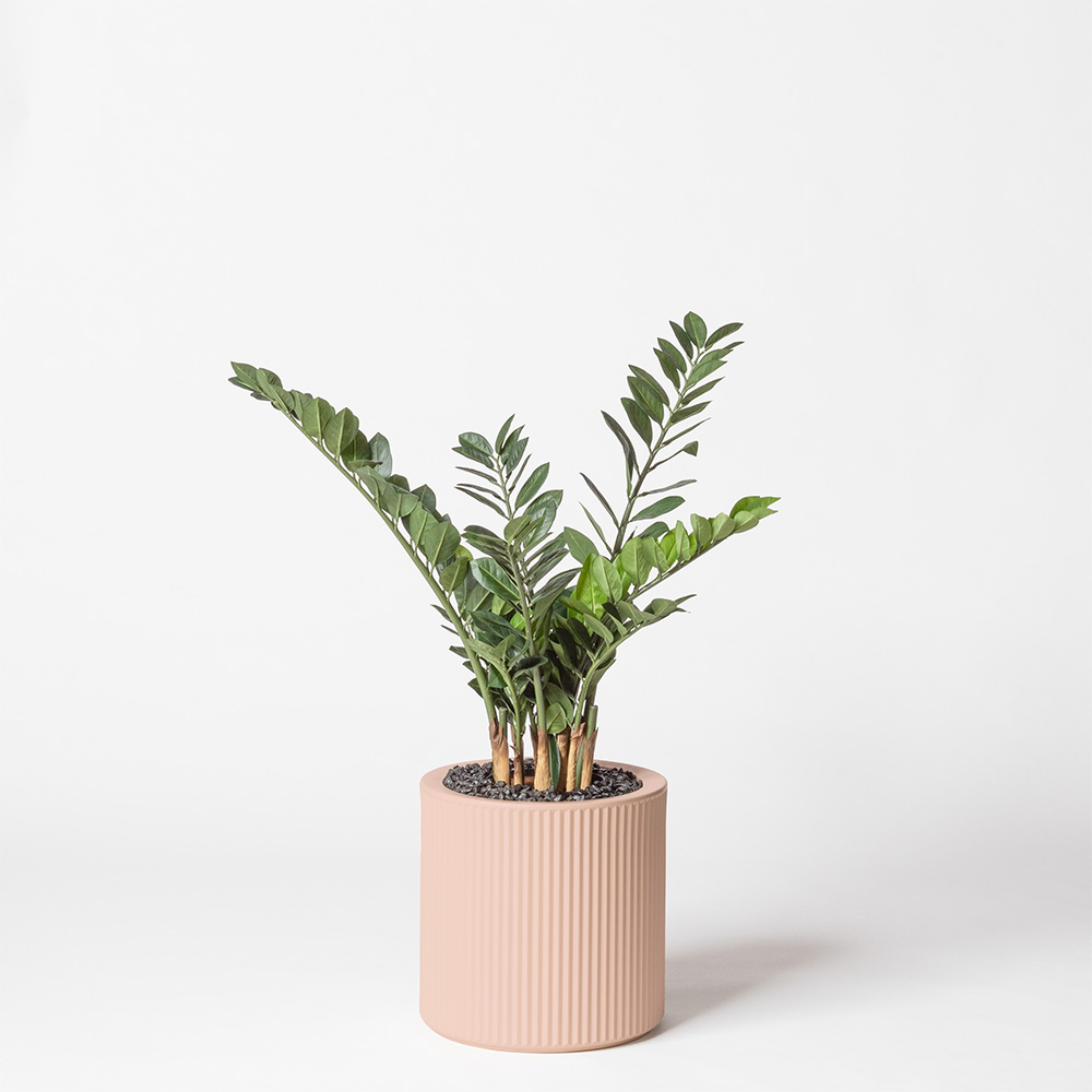 Zamia - Rose