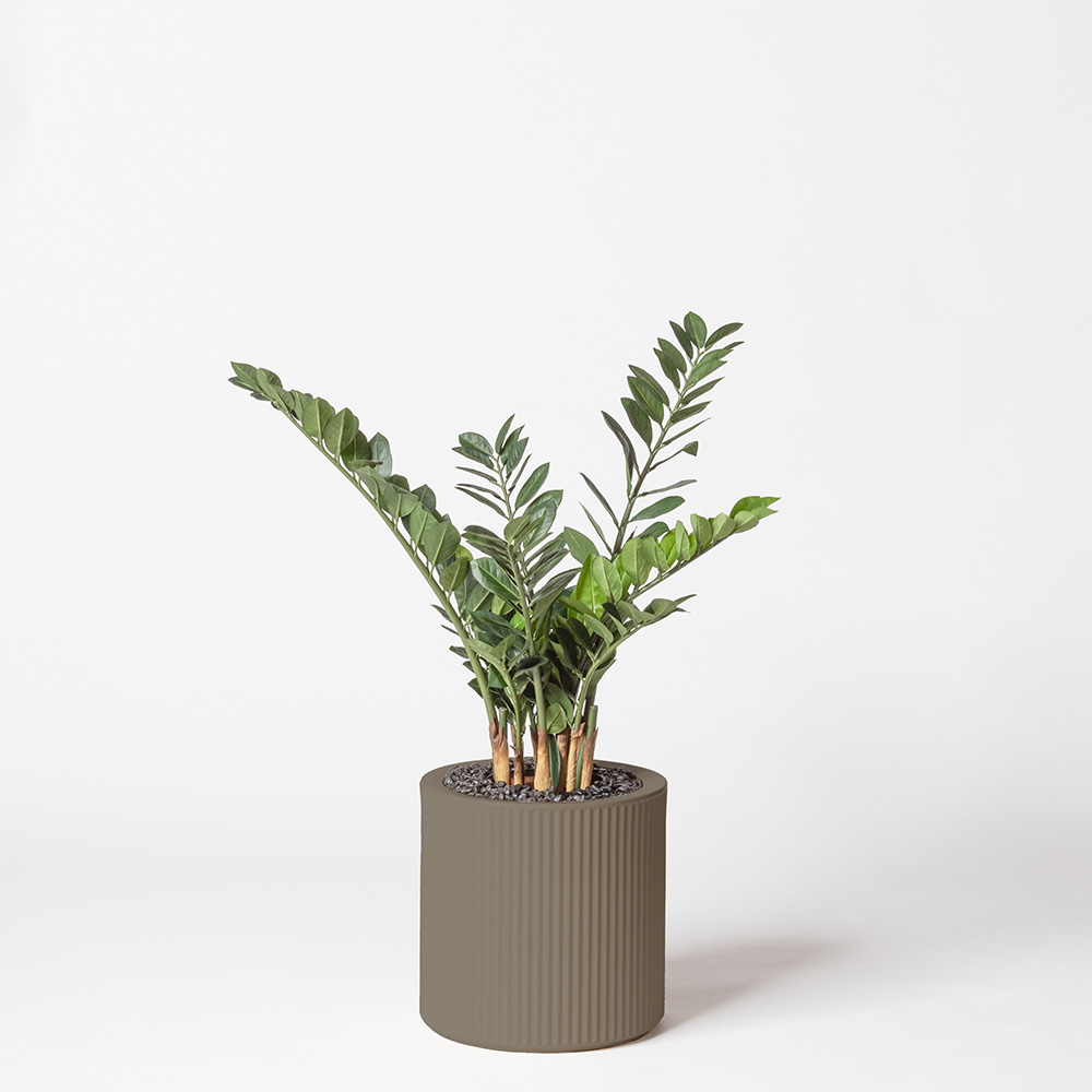 Zamia - Tortora