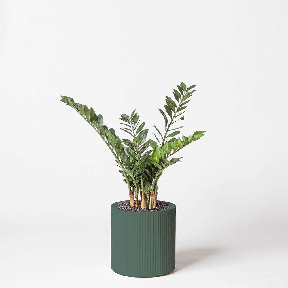 Zamia - Vert
