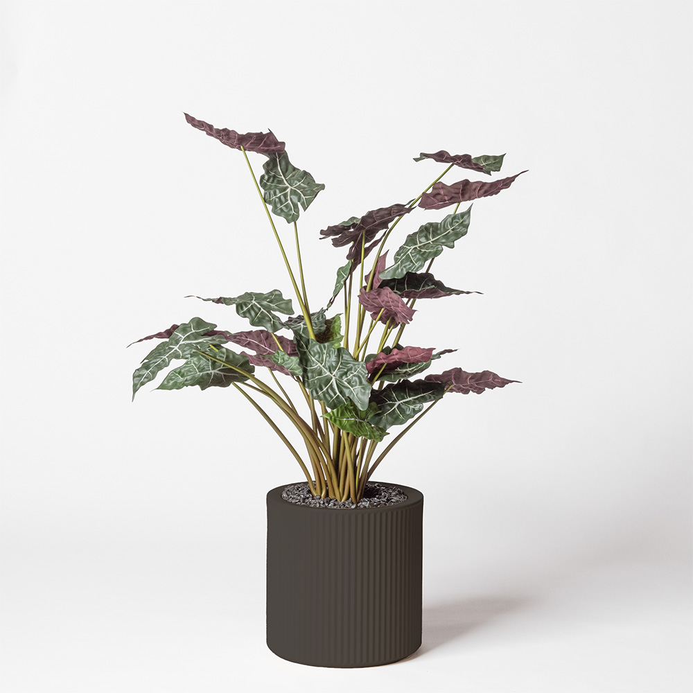 Alocasia - Anthracite