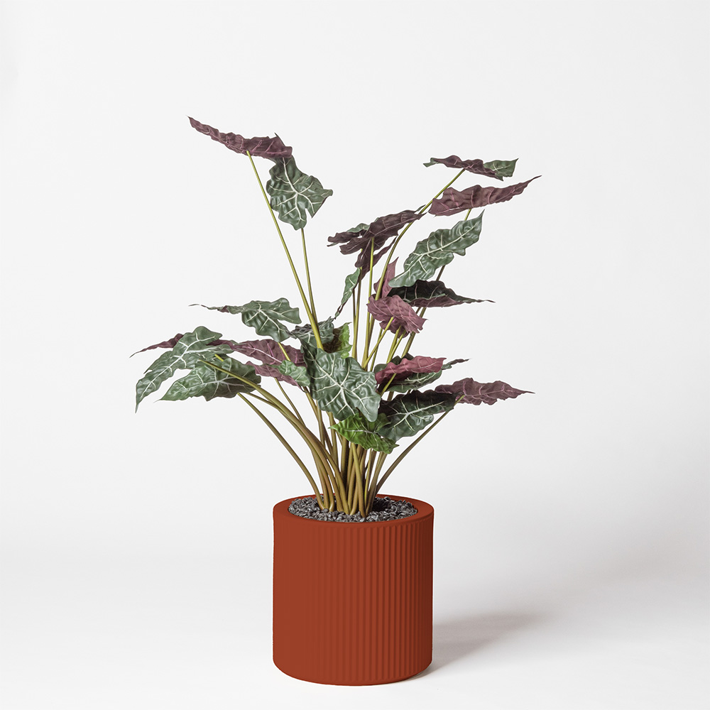 Alocasia - Argile