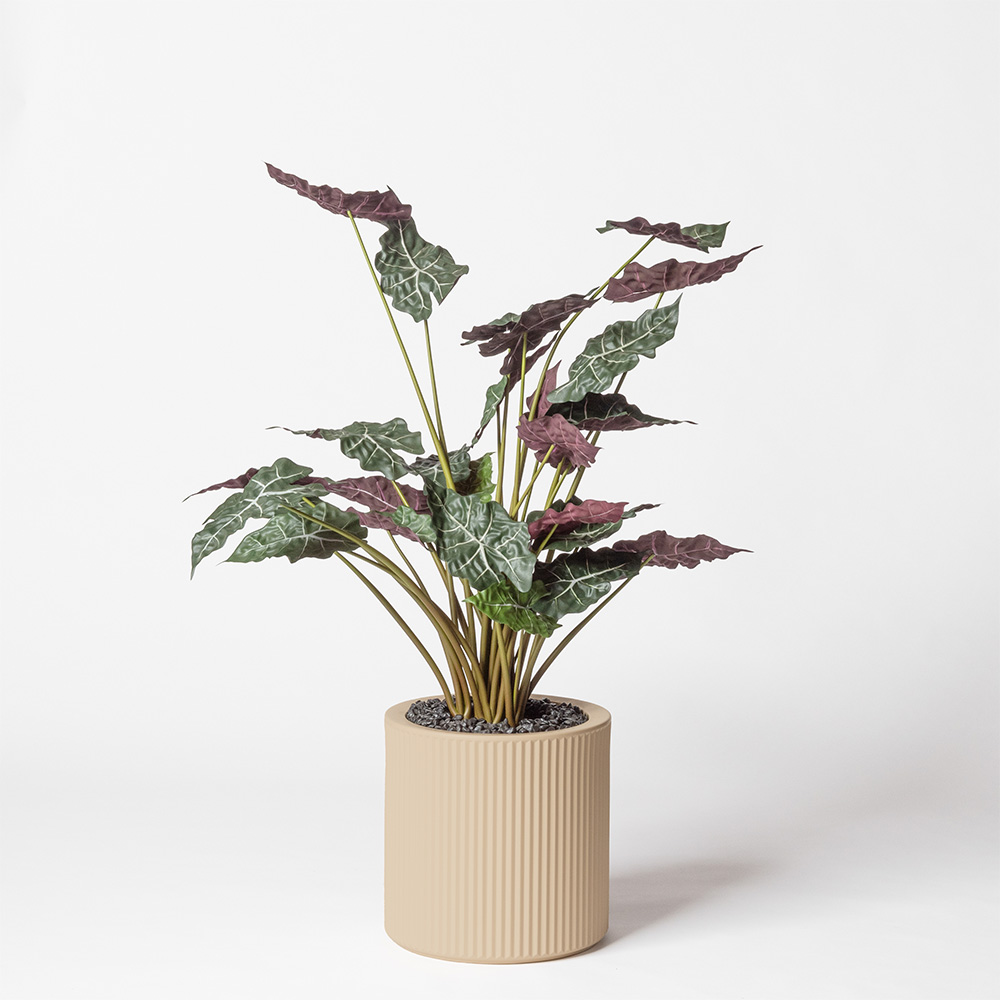 Alocasia