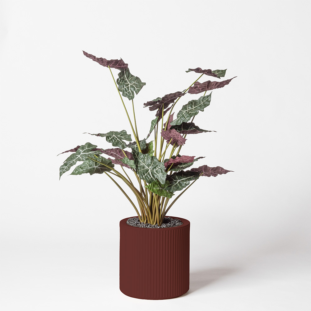 Alocasia - Grenat