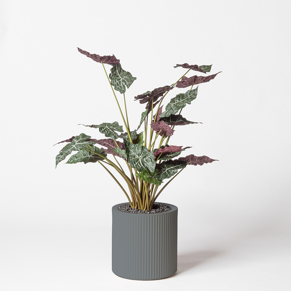 Alocasia - Gris