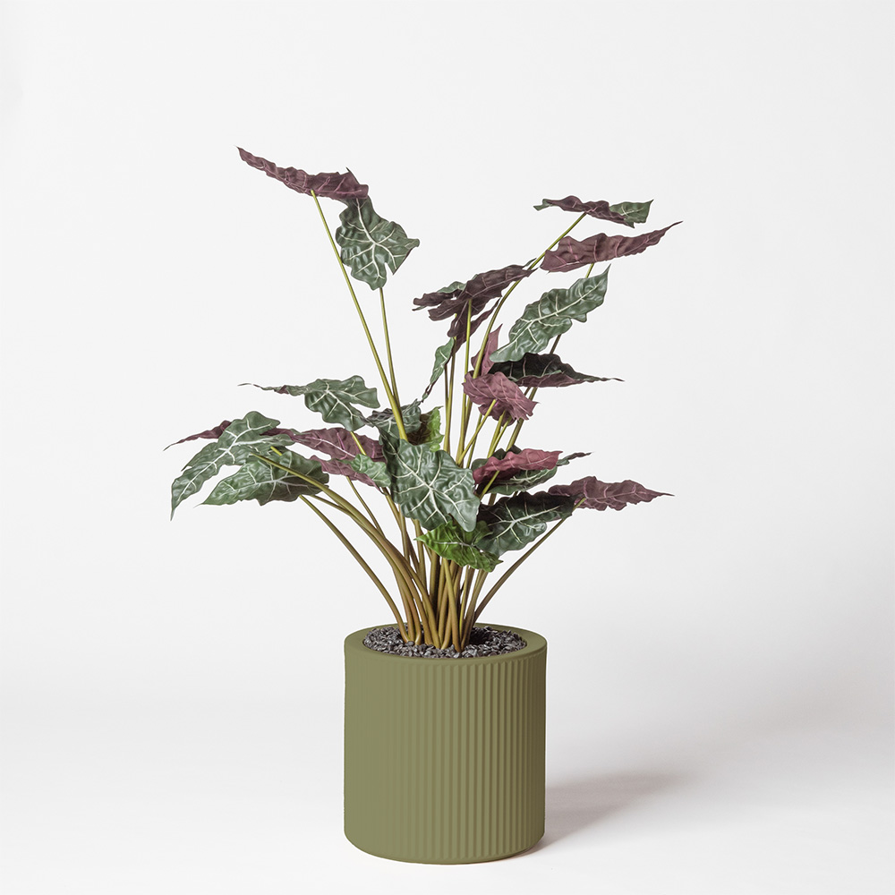 Alocasia - Jade