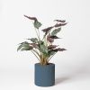 Alocasia