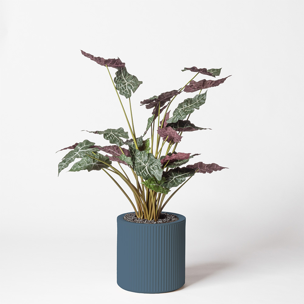 Alocasia - Océan