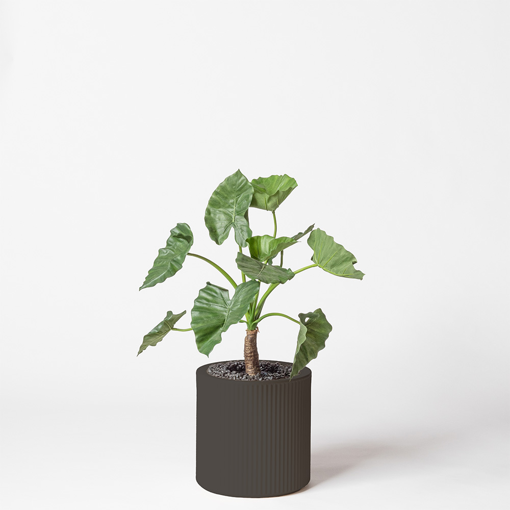 Alocasia calidora - Anthracite