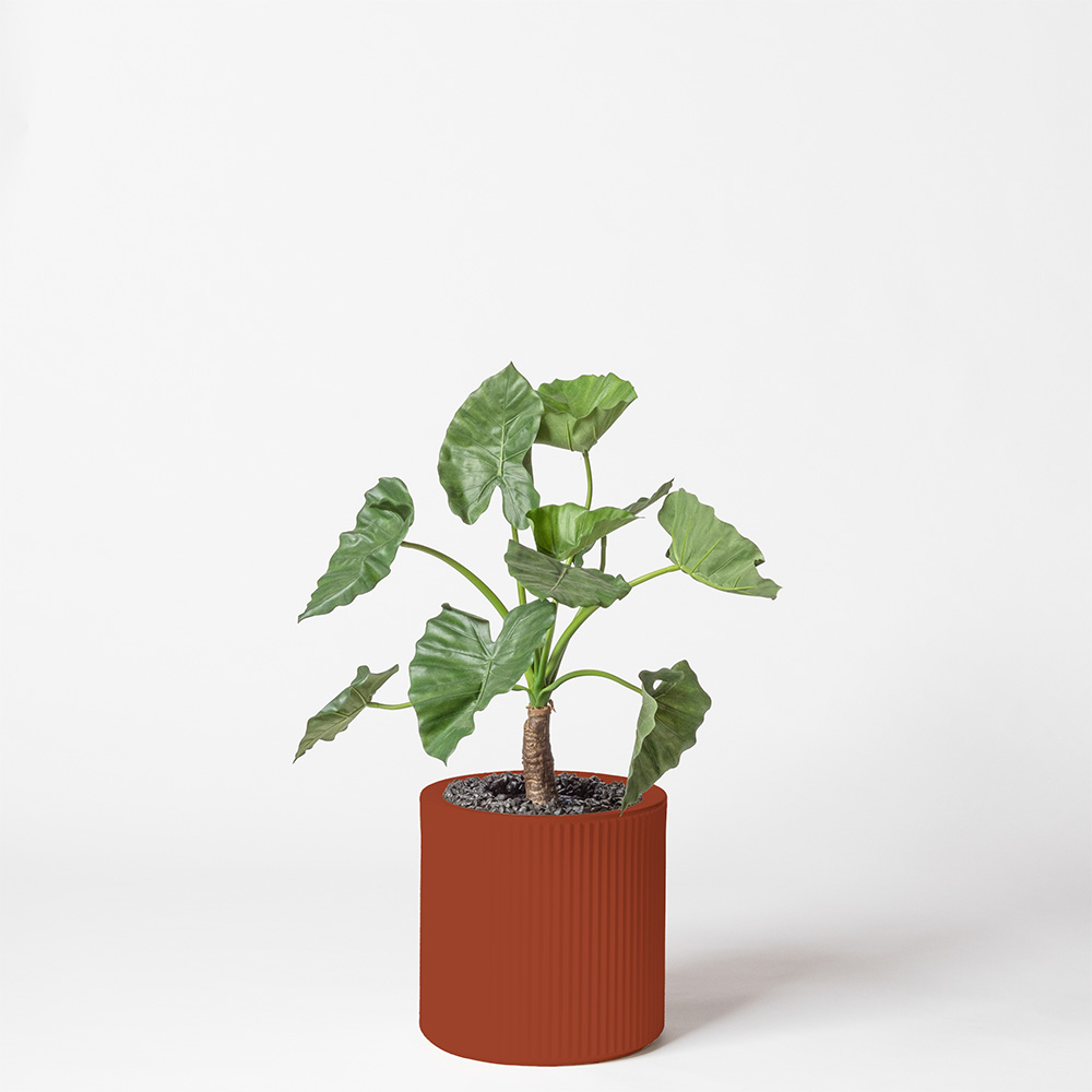 Alocasia calidora - Argile