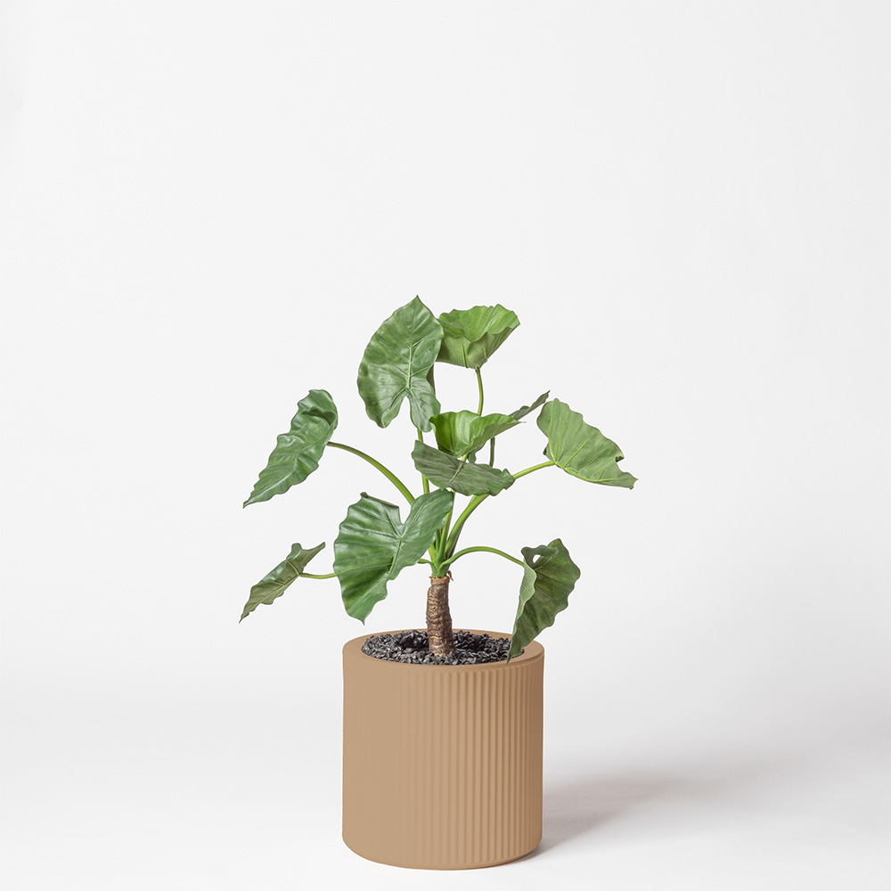Alocasia calidora - Camel