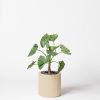 Alocasia calidora plante sans entretien