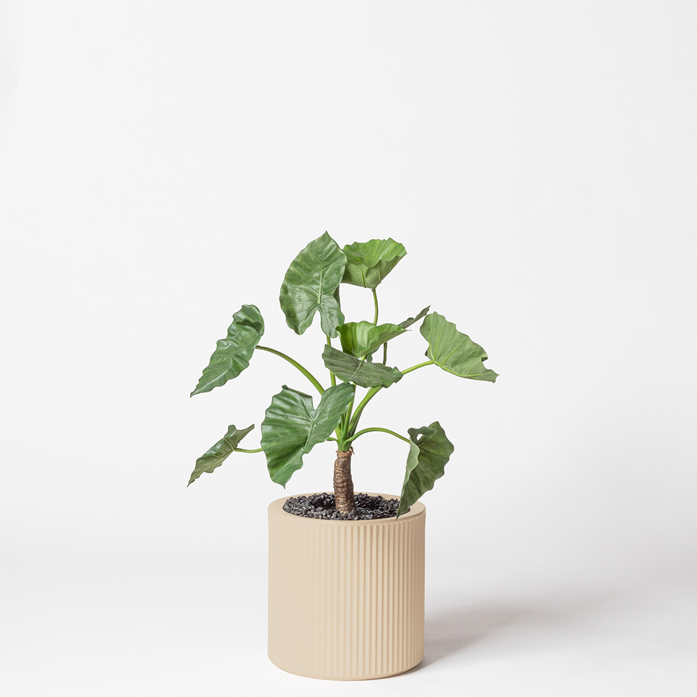 Alocasia calidora - Crème