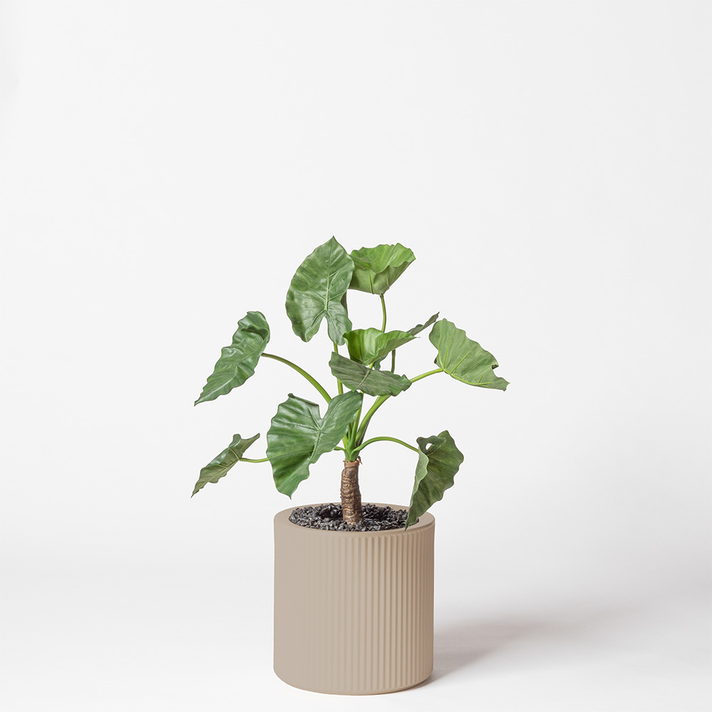 Alocasia calidora - Ecru