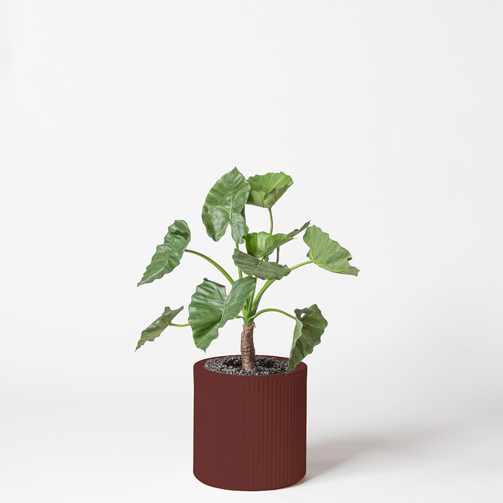 Alocasia calidora - Grenat