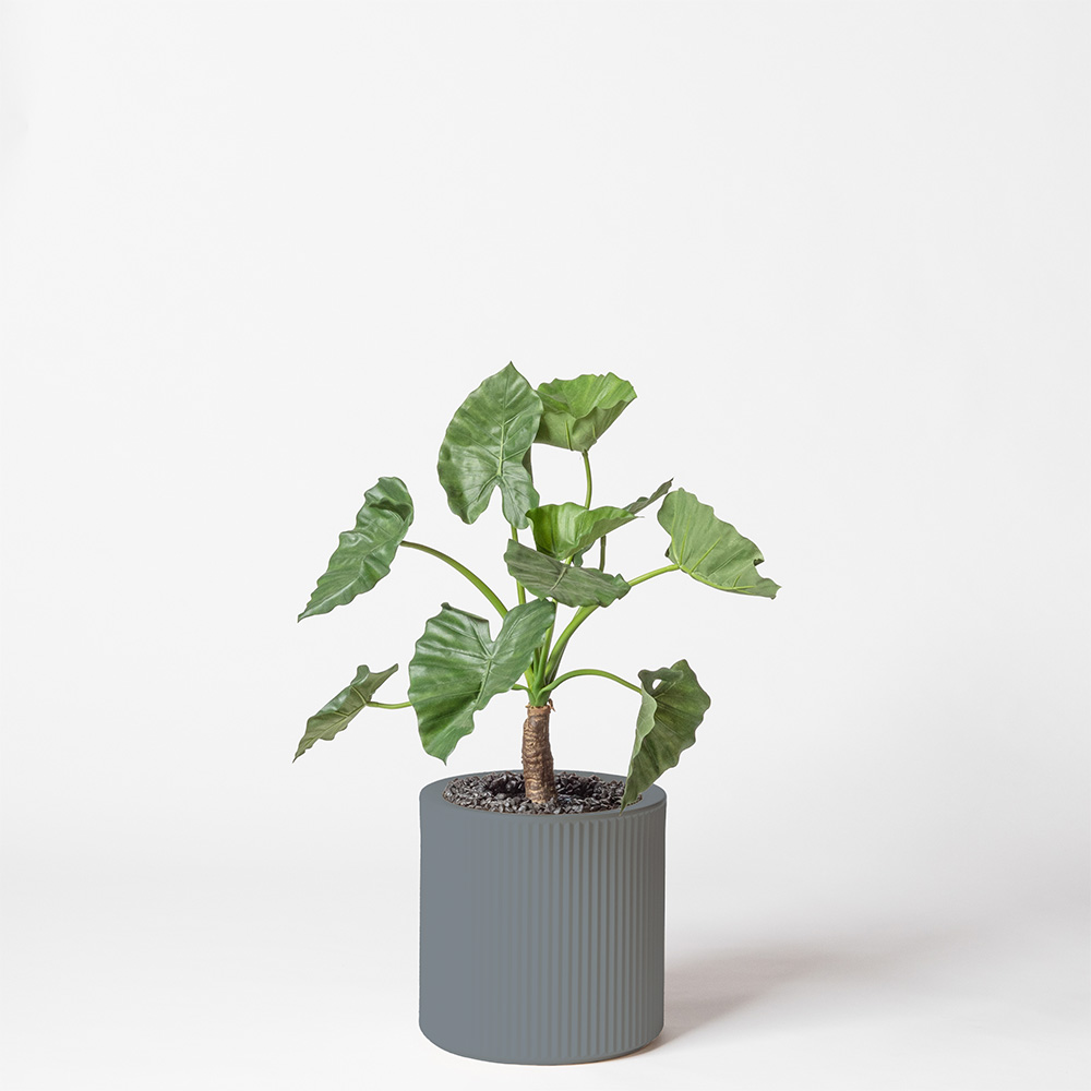 Alocasia calidora - Gris