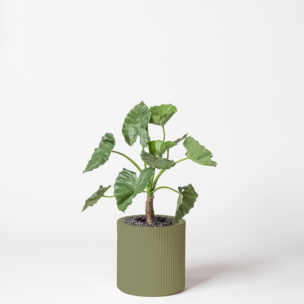 Alocasia calidora - Jade