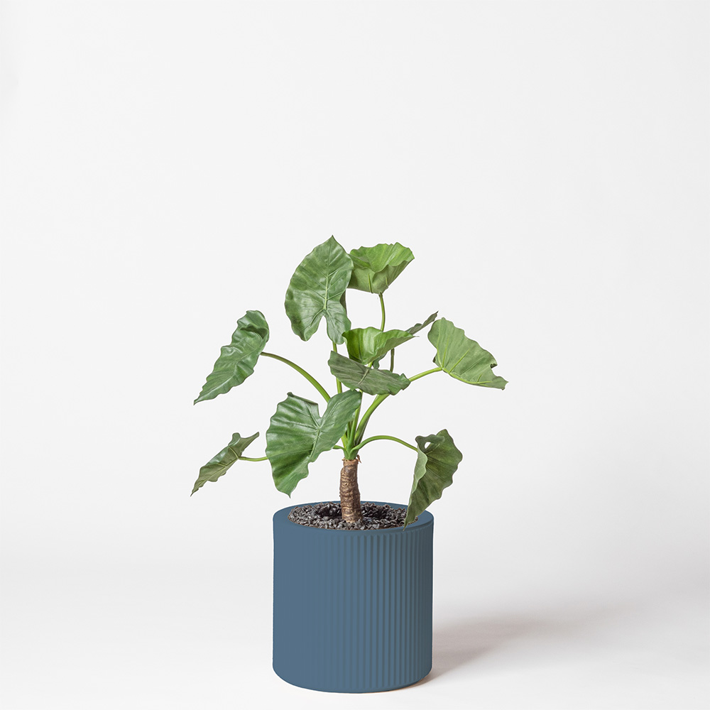 Alocasia calidora - Océan