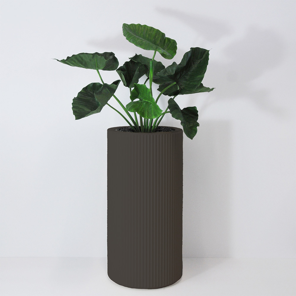 Alocasia calidora - Anthracite