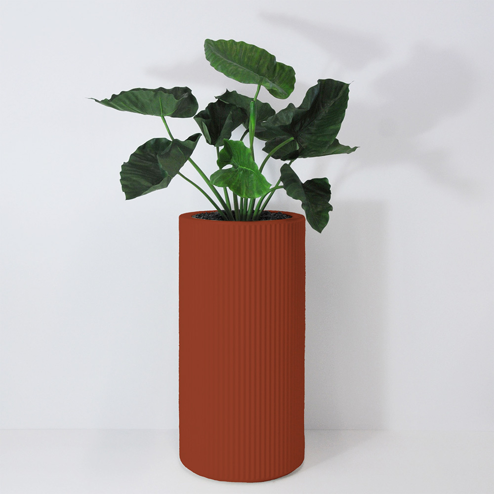 Alocasia calidora - Argile