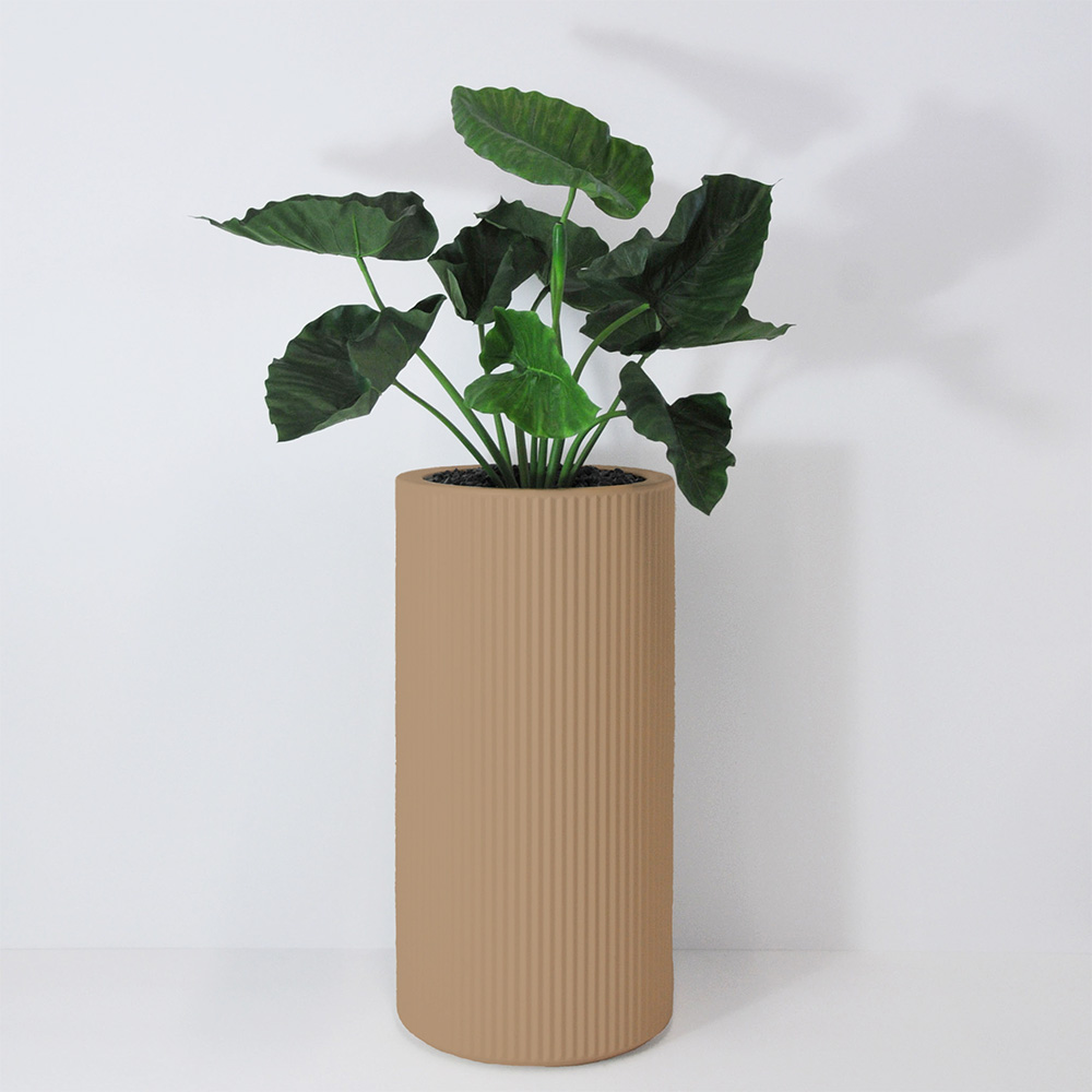 Alocasia calidora - Camel