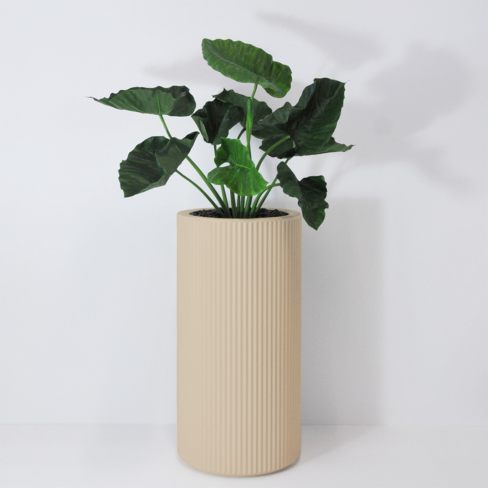 Alocasia calidora