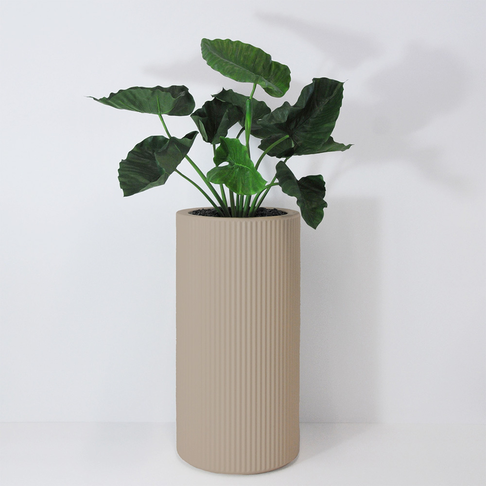 Alocasia calidora - Ecru