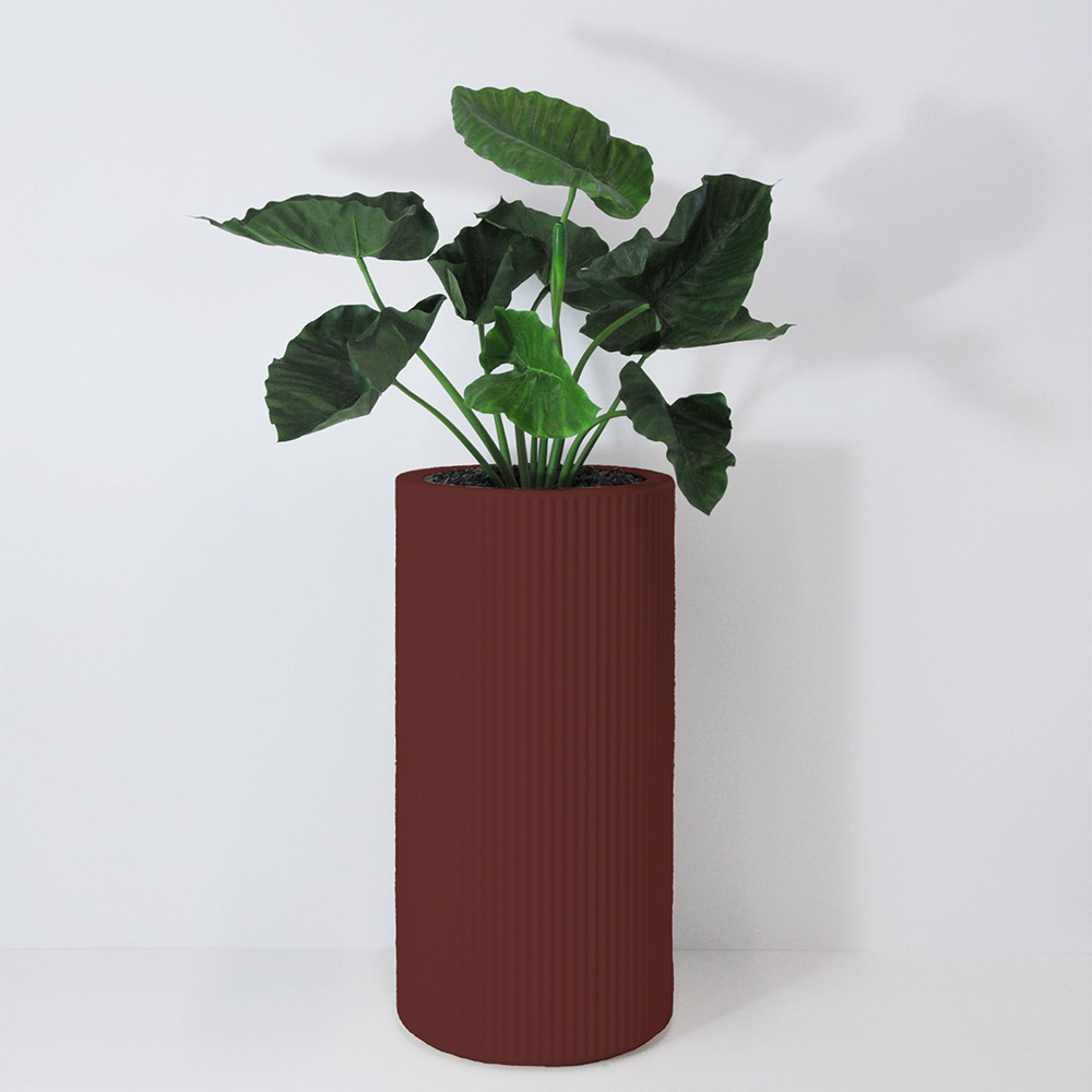 Alocasia calidora - Grenat