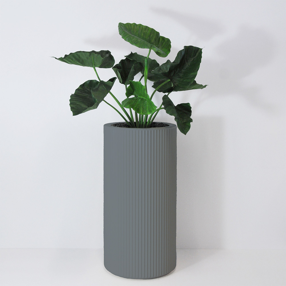 Alocasia calidora - Gris