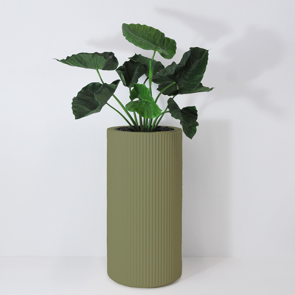 Alocasia calidora - Jade