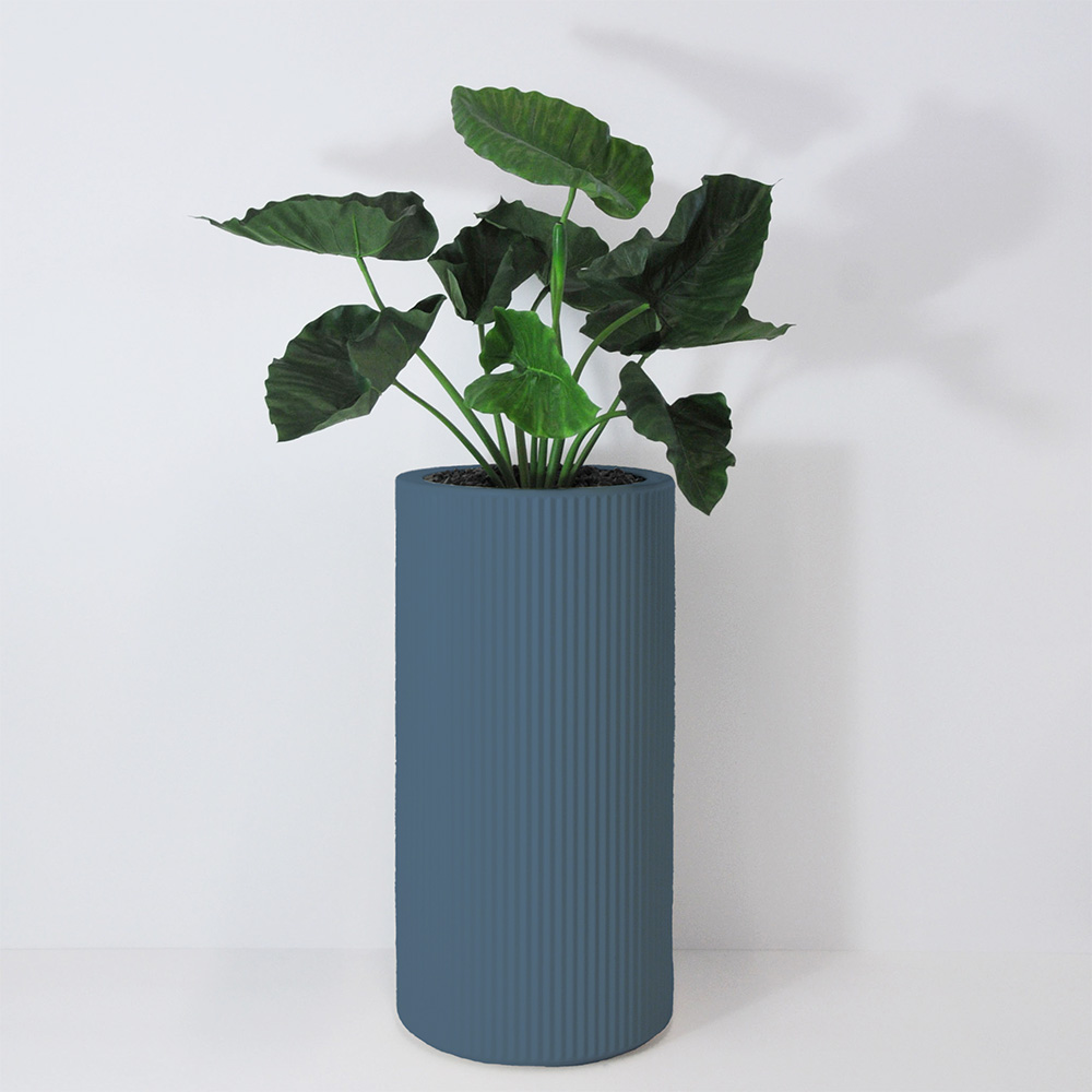 Alocasia calidora - Océan
