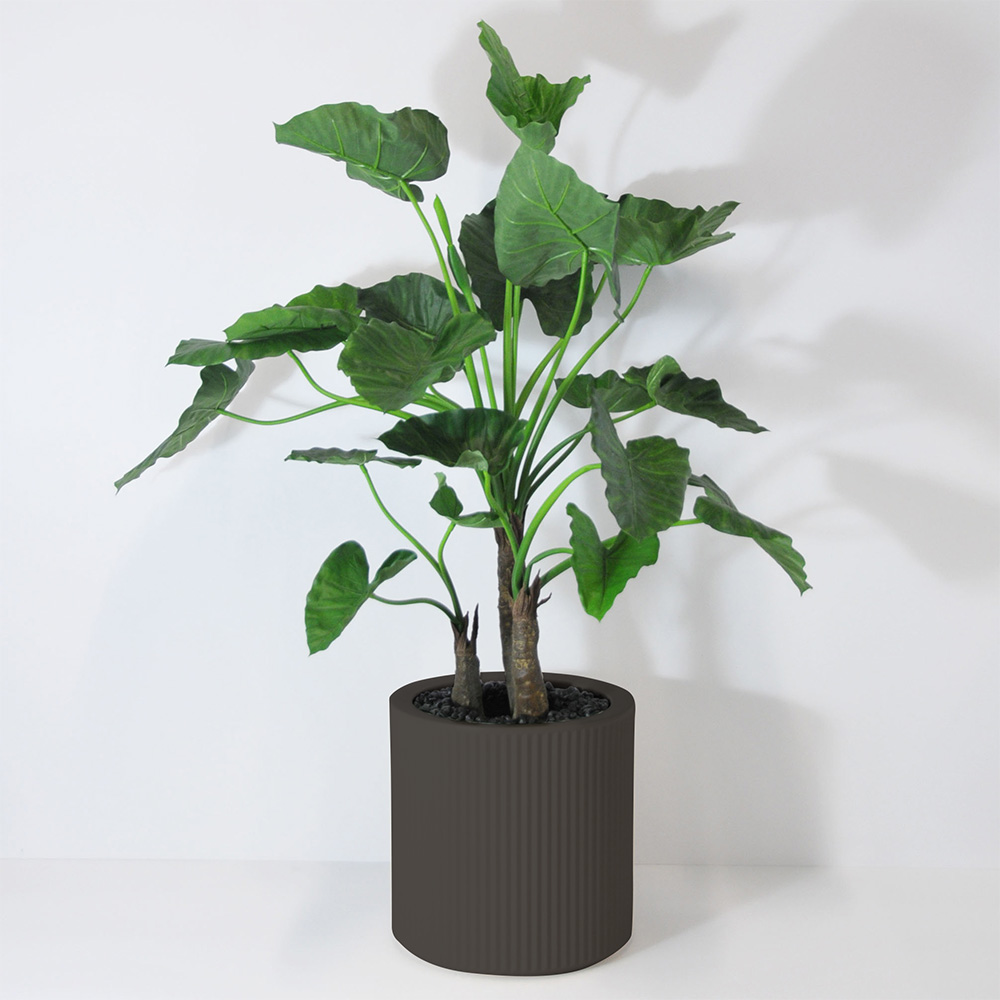 Alocasia calidora 3 troncs - Anthracite