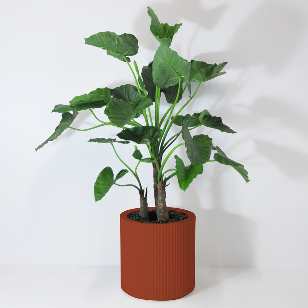 Alocasia calidora 3 troncs - Argile