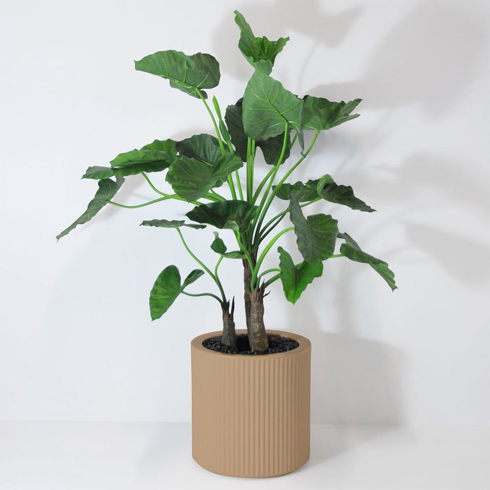 Alocasia calidora 3 troncs - Camel
