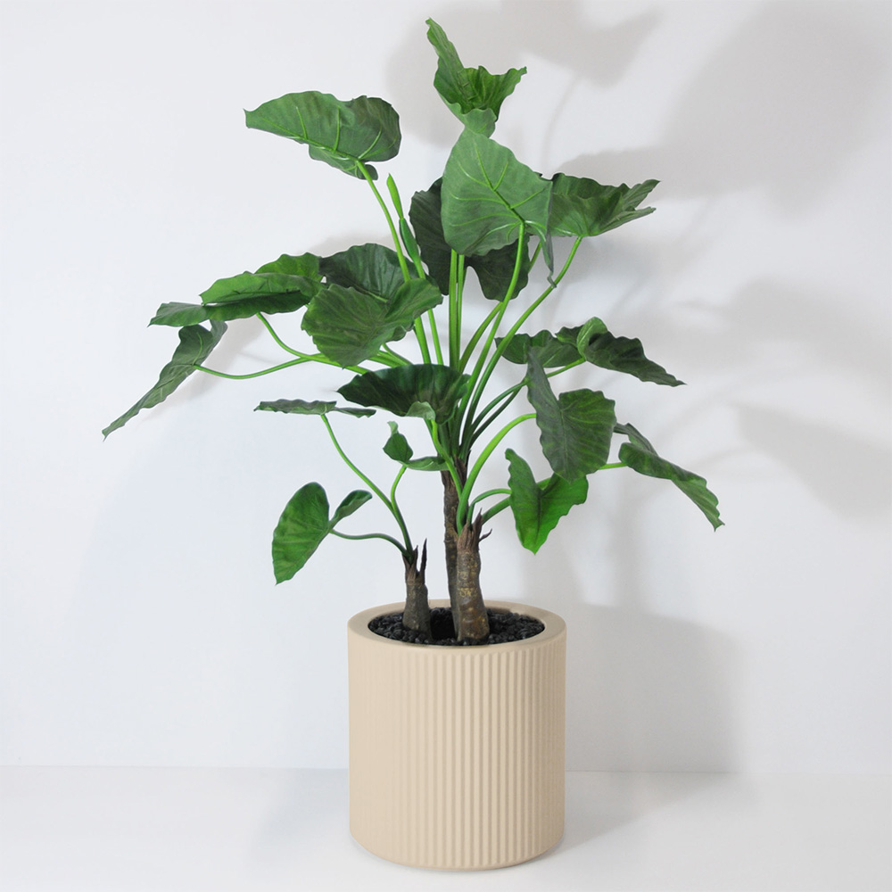 Alocasia calidora 3 troncs